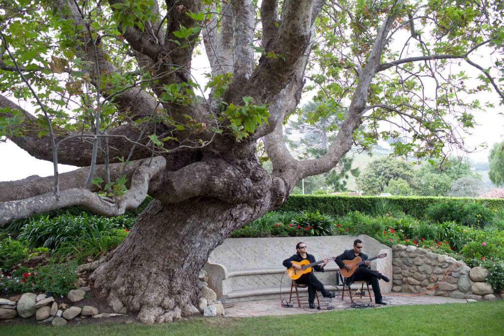 flamenco guitarists playing for a wedding under the giant sycamore tree at the adamson house in malibu
