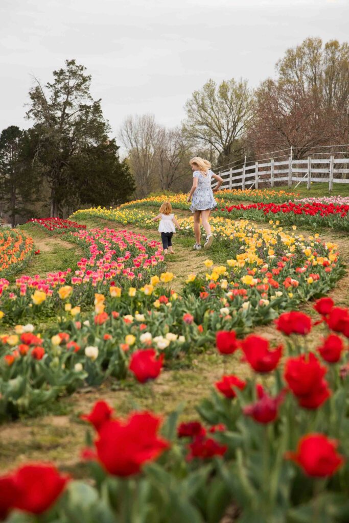 two girls run through rows of colors tulips at dewberry farm near winston-salem in the spring
