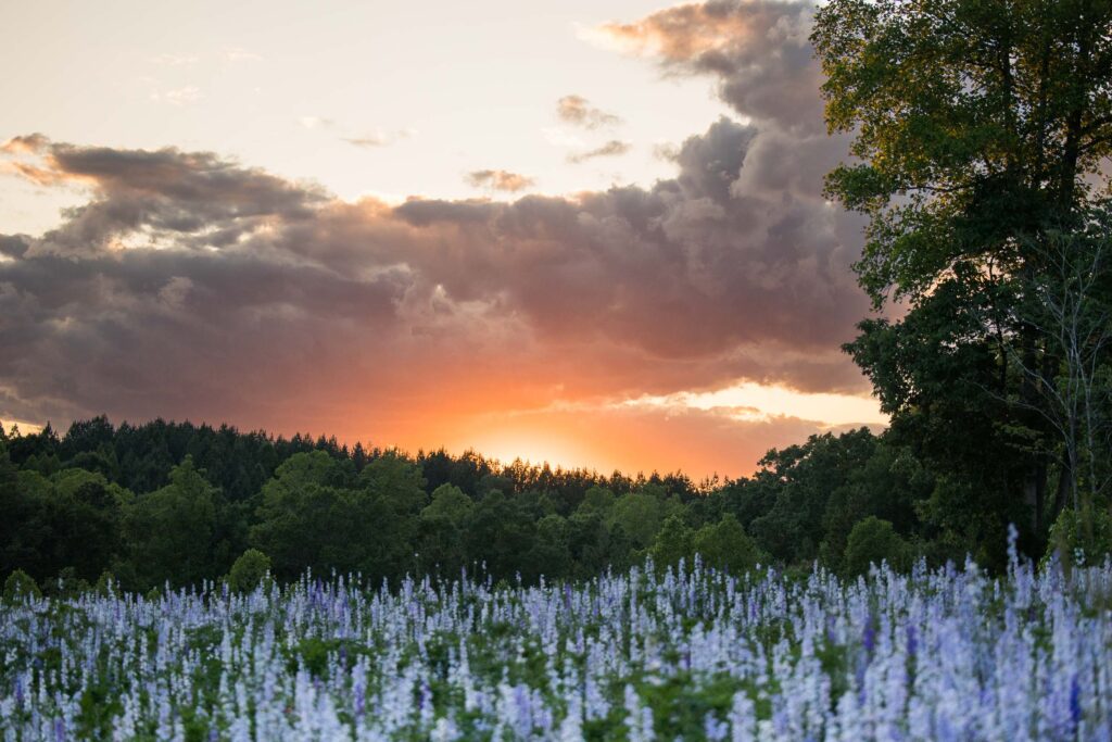 dogwood farms in belews creek at sunset in the field of blue larkspur
