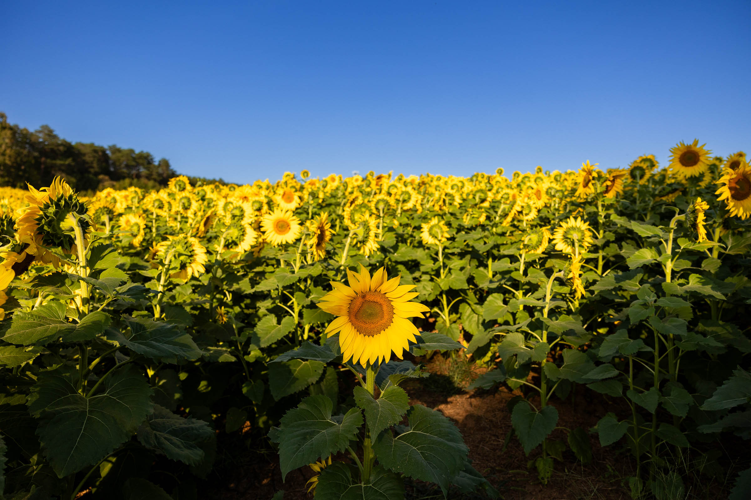 sunflowers against a blue sky at dogwood farms in belews creek, nc