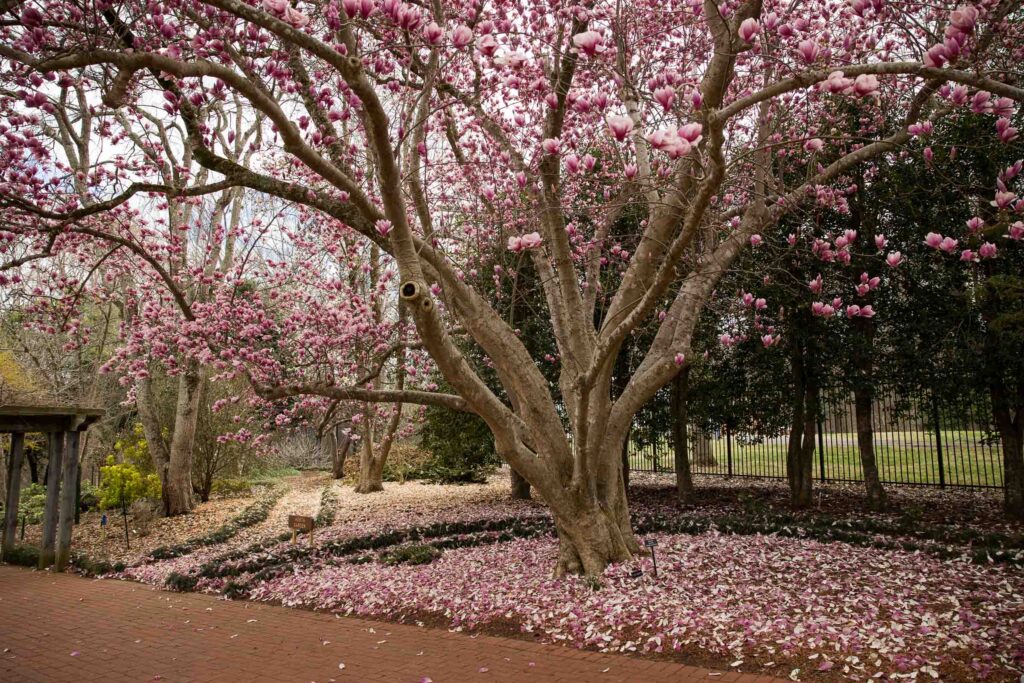 tulip magnolia in full bloom at the Tanglewood Park Arboretum in Forsyth County NC