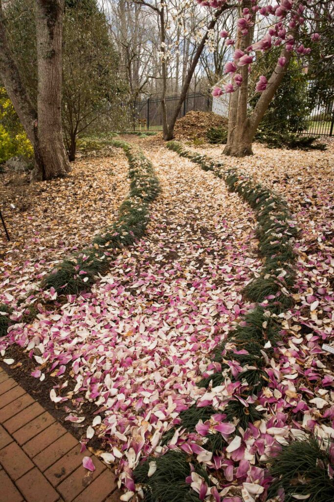 wedding and elopement location under the pink tulip magnolia in full bloom at Tanglewood Park arboretum near Winston-Salem, NC