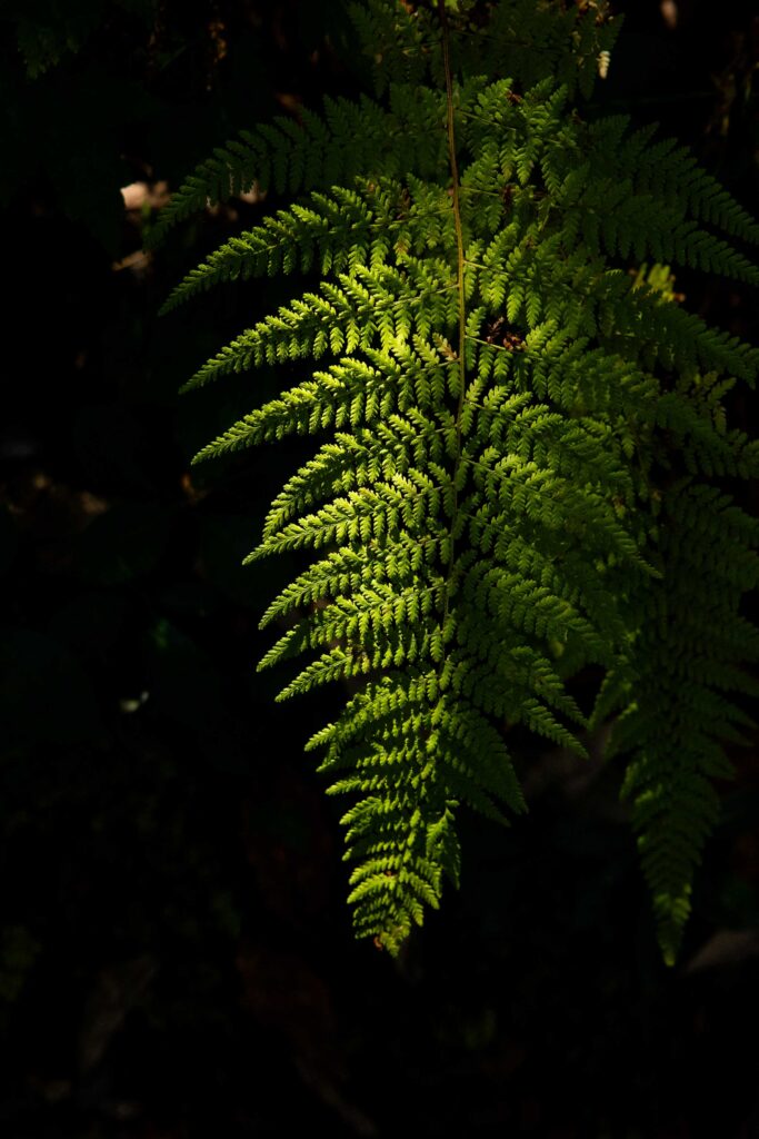 Wedding details photographed during an all-inclusive elopement at Pilot Mountain