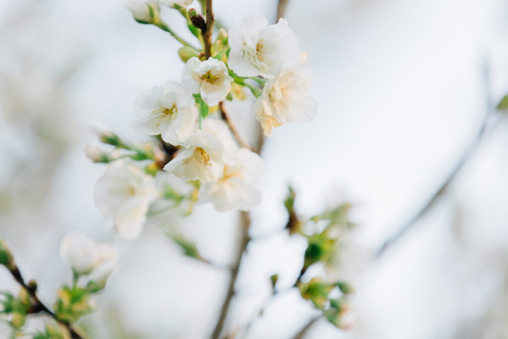 cherry blossoms at the graylyn estate in nc