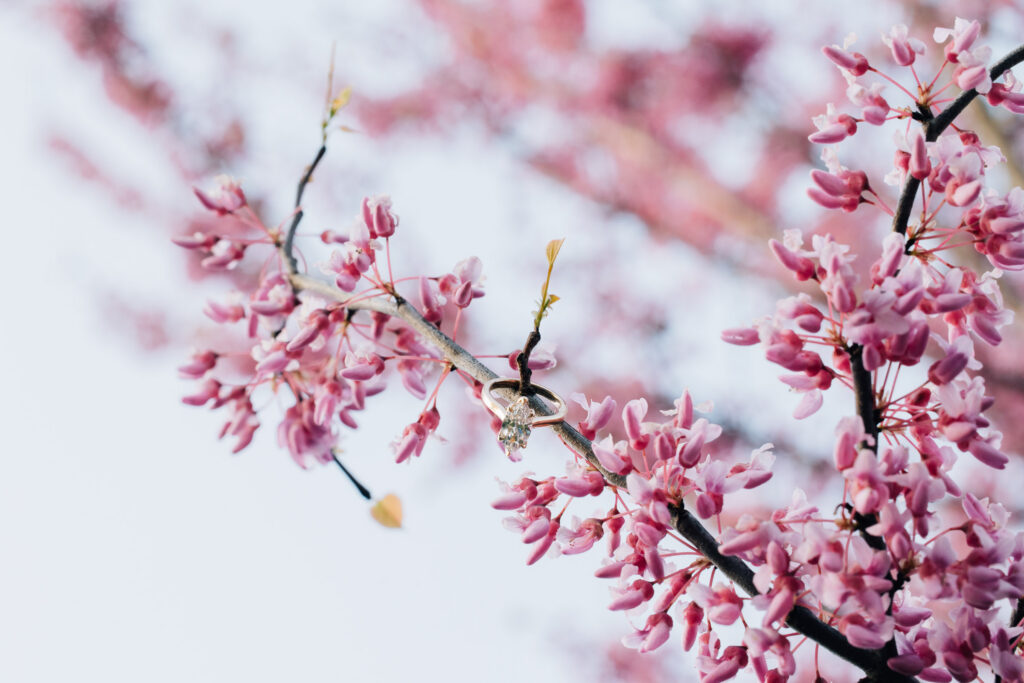 closeup of engagement ring in a red bud tree at the graylyn estate in nc