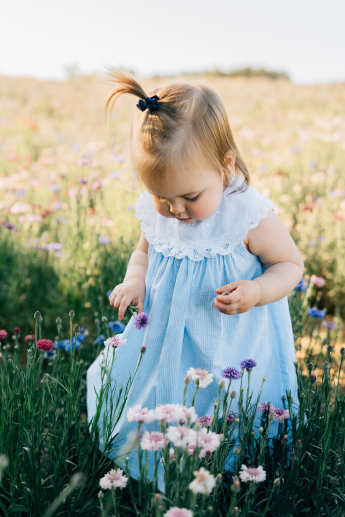 toddler walks through a field of bachelor's buttons at dogwood farms in nc
