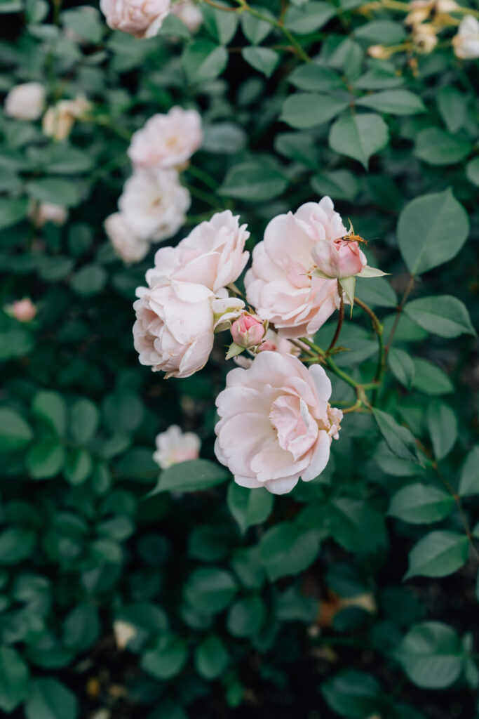 pink roses at reynolda gardens
