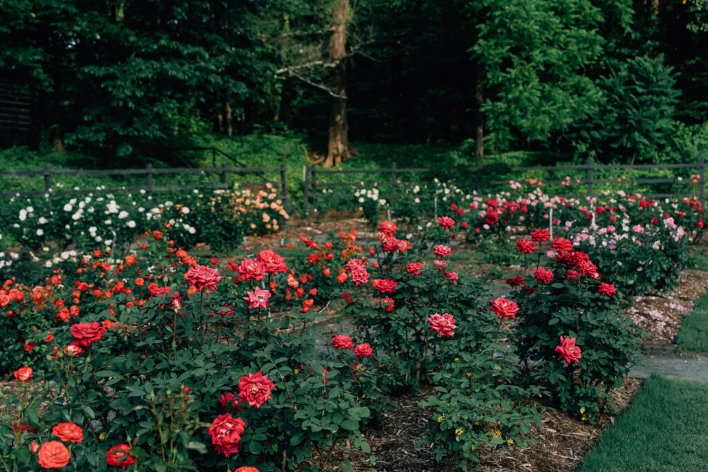 roses at Reynolda Gardens in Winston-Salem