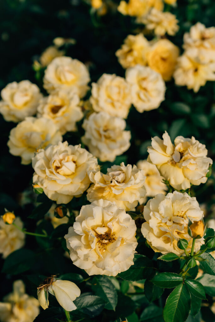 yellow roses at Reynolda Gardens in Winston-Salem