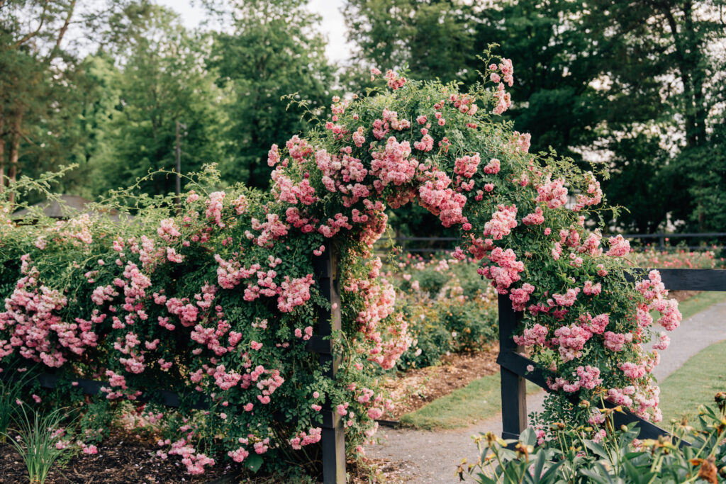 rose trellis at Reynolda Gardens in Winston-Salem