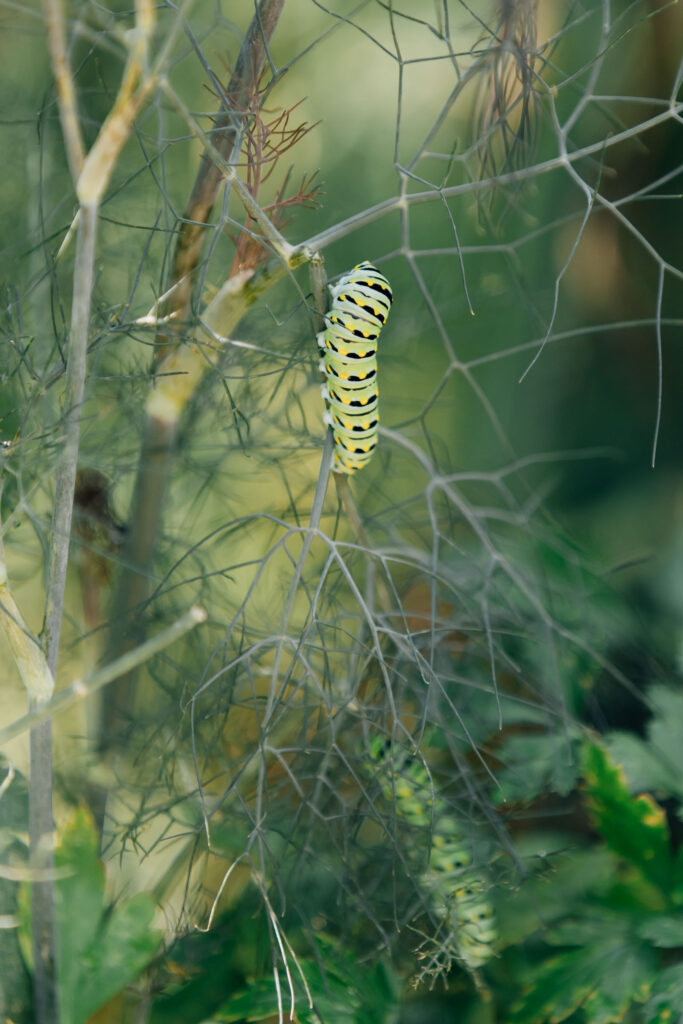butterflies and caterpillars at the greensboro science center butterfly house